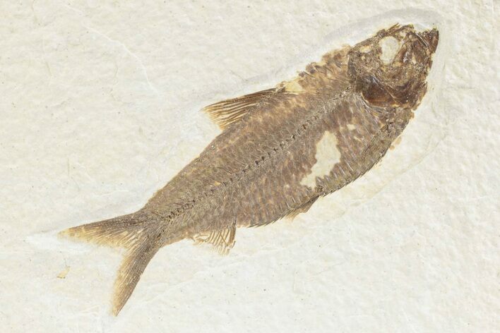 Detailed Fossil Fish (Knightia) - Wyoming #361081